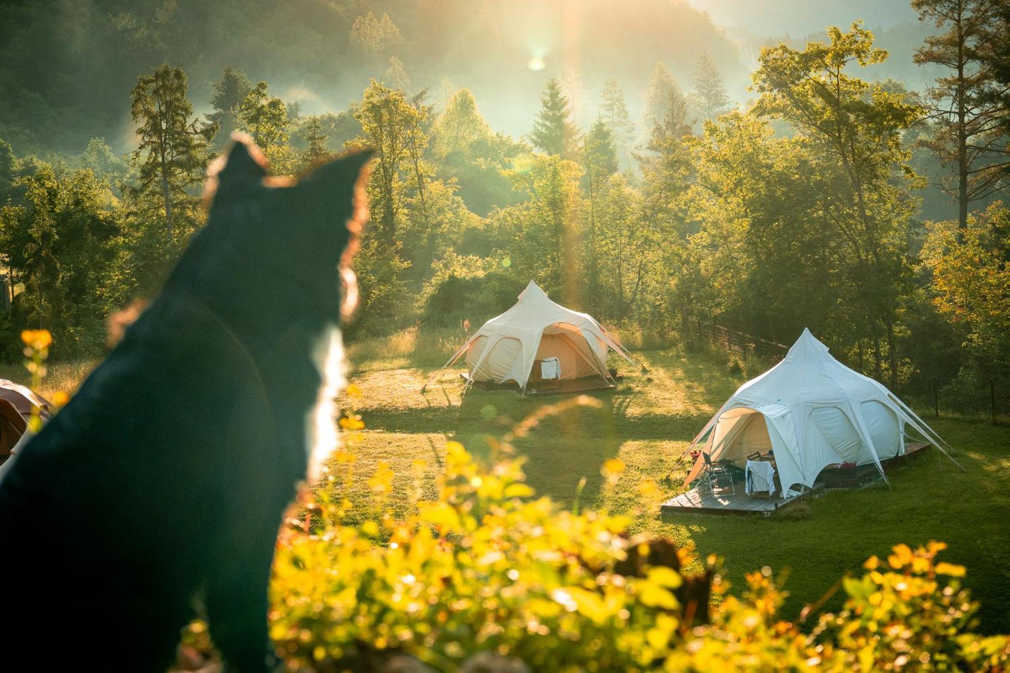 فندق Glamping Gozdna Jasa بوويتش المظهر الخارجي الصورة